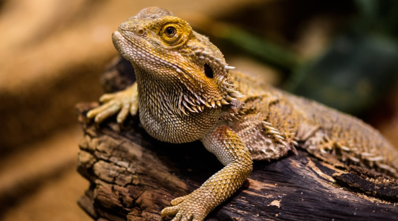 DIY Methods to Get Rid of Lizards