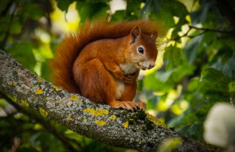 Best 5 DIY Methods to get rid of Squirrels
