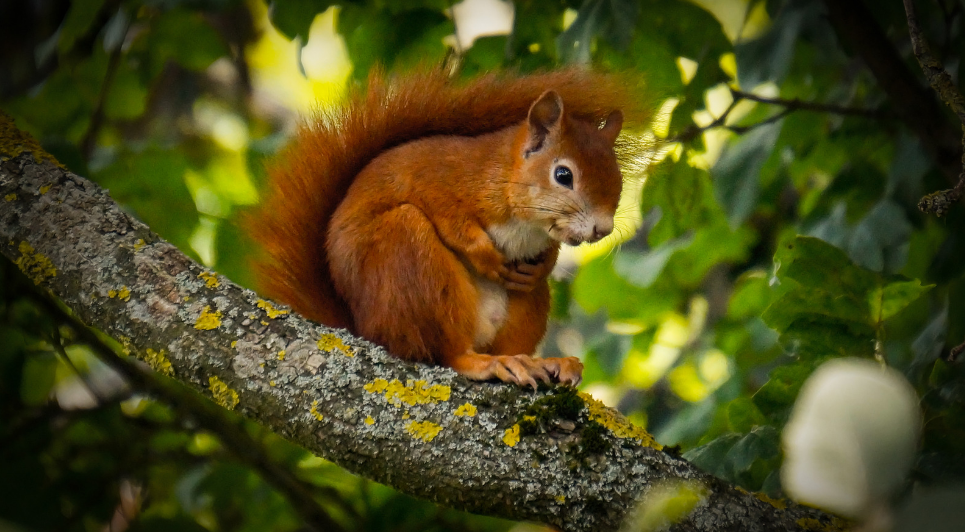 Best 5 DIY Methods to get rid of Squirrels