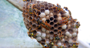 DIY Wasp Nest Removal