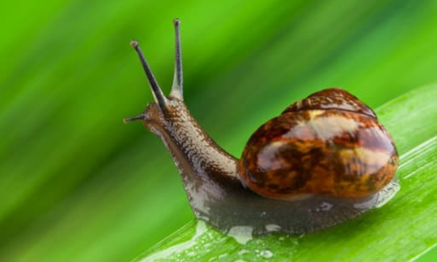 DIY methods to control snails
