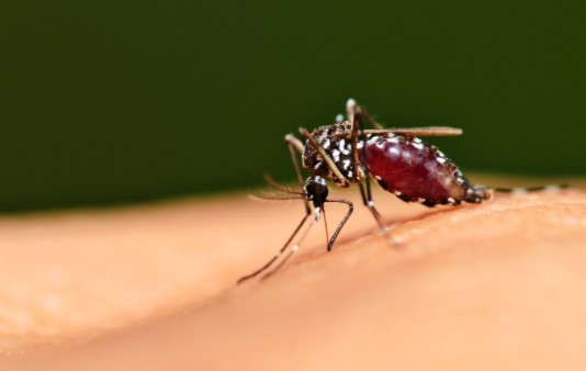 DIY mosquito repellent sprays