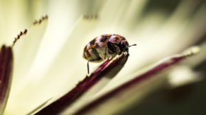 Damage Caused by Carpet Beetles