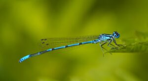 Damselfly