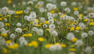 Dandelions