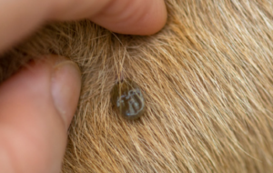 Dangers Caused by Fleas and Ticks