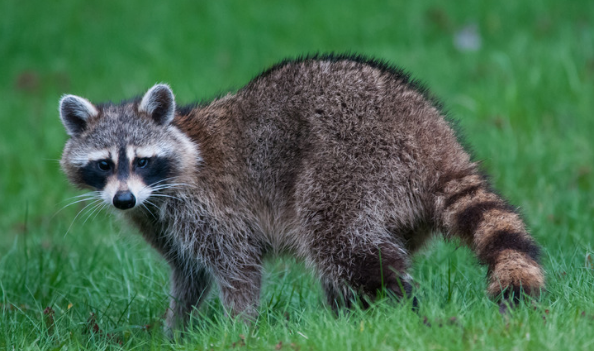 Dangers Caused by Raccoons