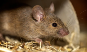 Dangers caused by mice