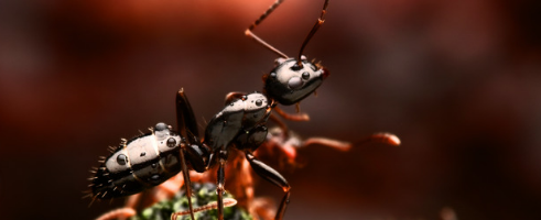 Dark Rover Ants