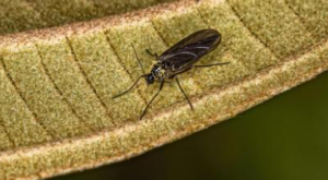 Dark Winged Fungus Gnats