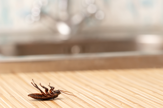 Dead cockroach in apartment house in the kitchen.