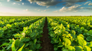 Destructive Pests in Agricultural Industry – How to Get Rid of Them
