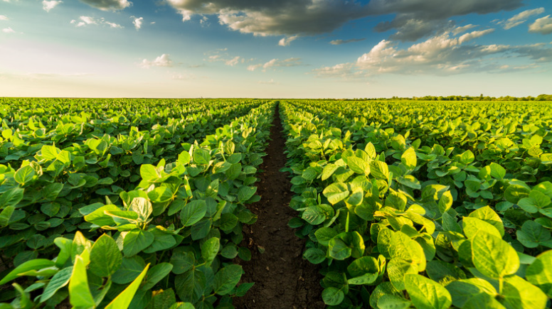 Destructive Pests in Agricultural Industry – How to Get Rid of Them