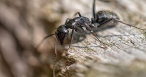 Difference Between Carpenter Ants and Ants