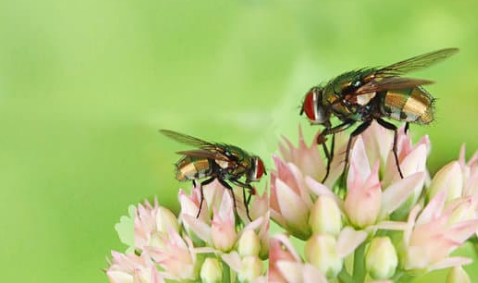 Different Types of Flies, Threats they Pose & Ways to get rid of them