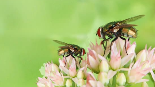 Different Types of Flies Threat they pose