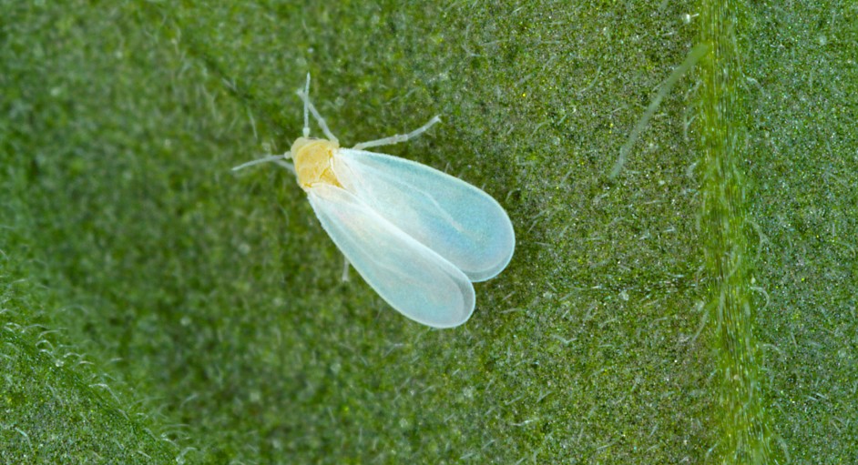 Diseases Caused by Whiteflies