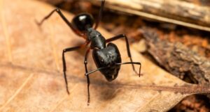 Do Ant Traps Work for Carpenter Ants