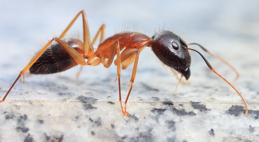 Do Ant Traps Work for Carpenter Ants?