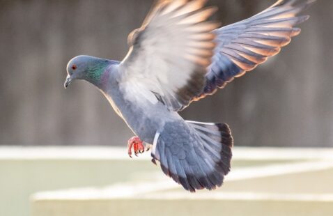 Do Pigeons Carry Diseases?