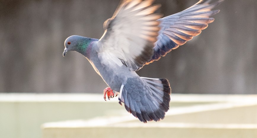 Do Pigeons Carry Diseases?