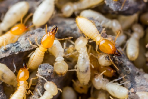 Dry Wood Termites
