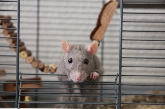 E15 Pest Control Services