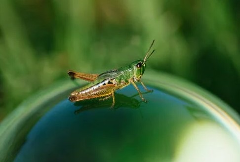 Eastern Lubber Grasshoppers