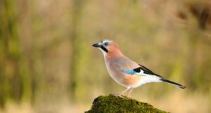 Eurasian Jay Endangered