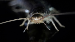 Factors Attracting Silverfish in your Home