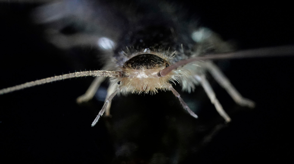 Factors Attracting Silverfish in your Home