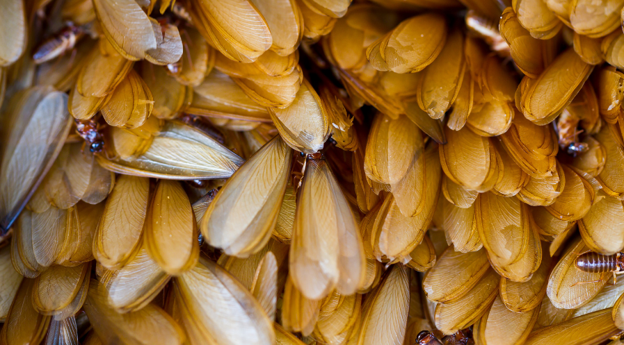 Facts About Subterranean Termites