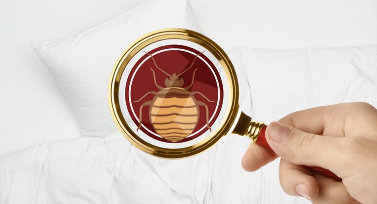 Facts You Need to Know About Bed Bugs – How to Get Rid of Them?