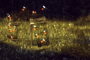 Fireflies