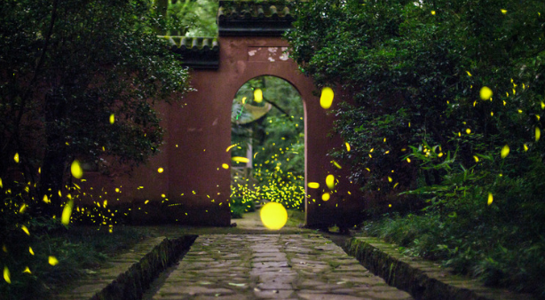 Fireflies are Efficiency Superstars