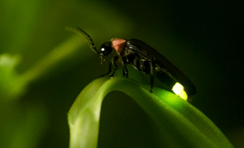 Fireflies can eat other Fireflies