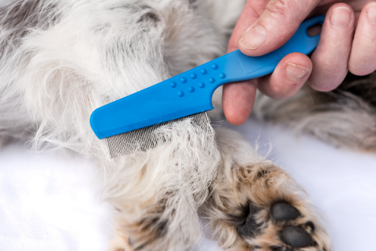 Flea Control Tips for pets