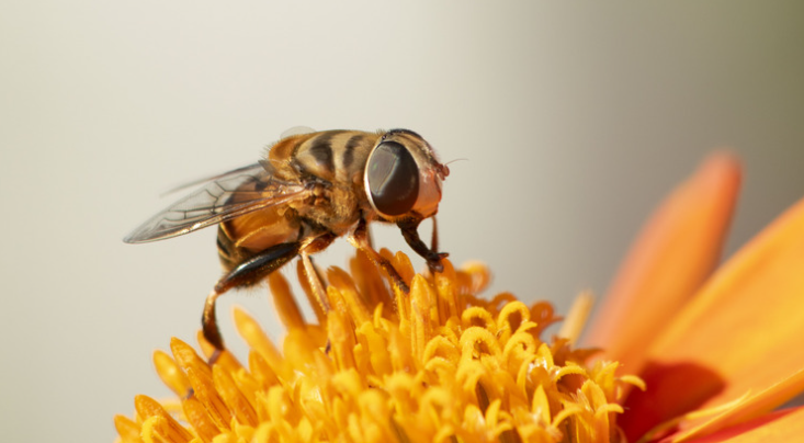 Fly Management Tips for Homes