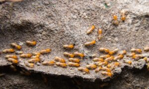 For tidlig påvisning av termitter