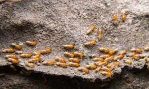 For Early Detection of Termites