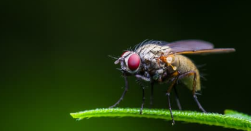 Fruit Fly