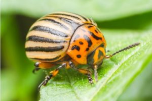 Garden Beetles UK