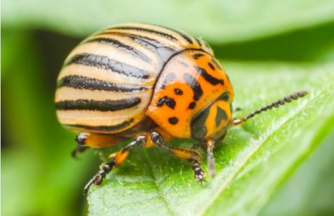 Know about Garden Beetles in UK