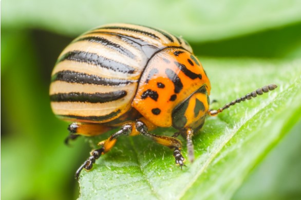 Garden Beetles UK