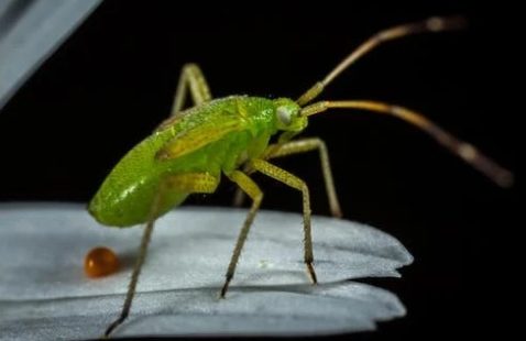 Things you need to know about Garden Pests