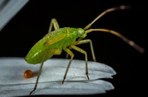 Garden Pests