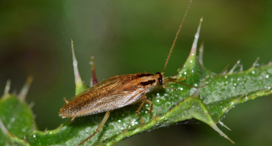 German Cockroach