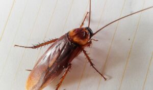 Get Rid of Cockroaches in Your Garage