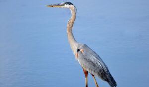 Get Rid of Herons
