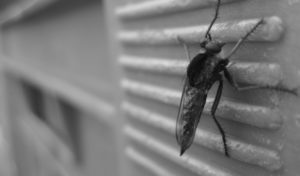 Get rid of common household bugs